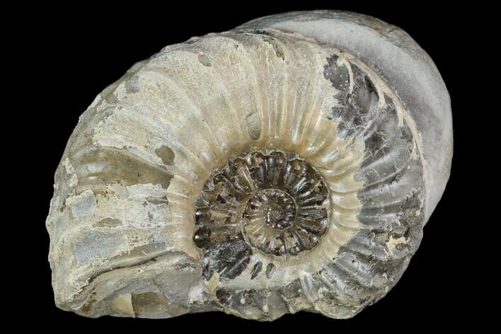 Ammonite (Pleuroceras) Fossil in Rock - Germany #125418